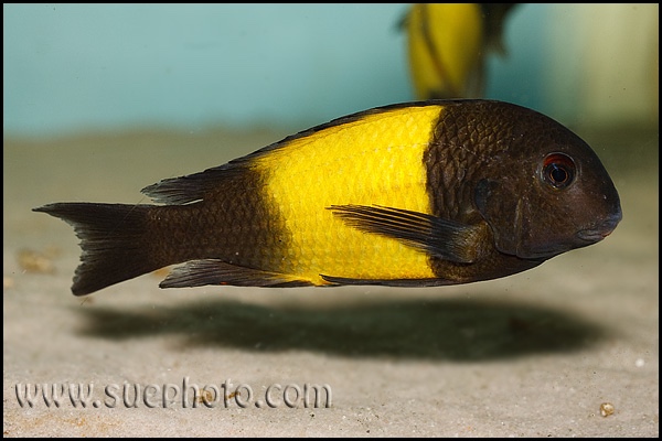 Tropheus sp. 'kaiser'